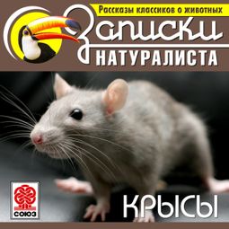 Слушать аудиокнигу онлайн «Рассказы классиков о животных. Крысы – Коллектив авторов»